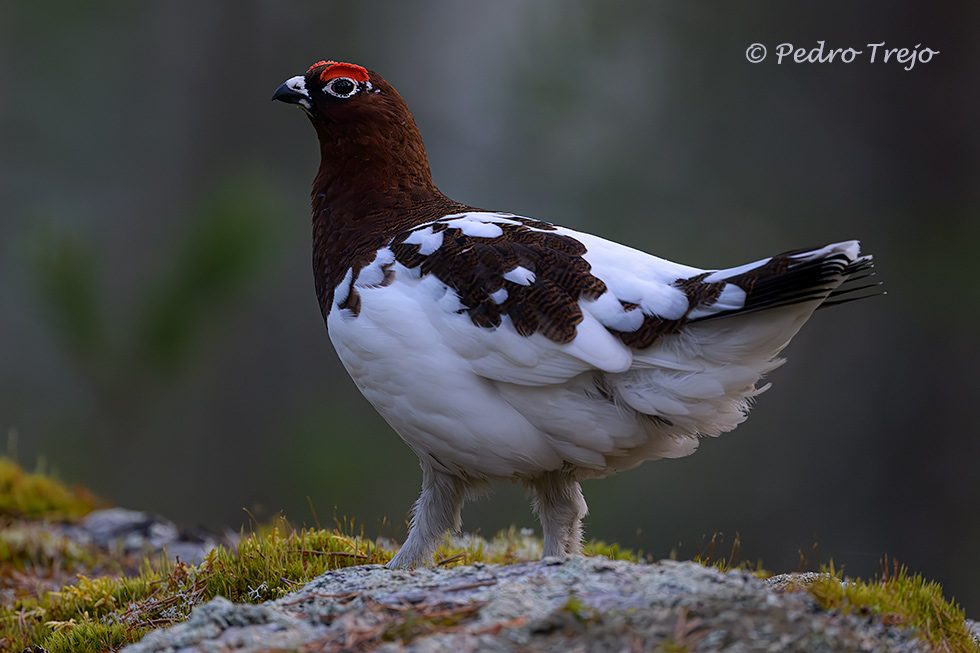 Lagopodo común (Lagopus lagopus)